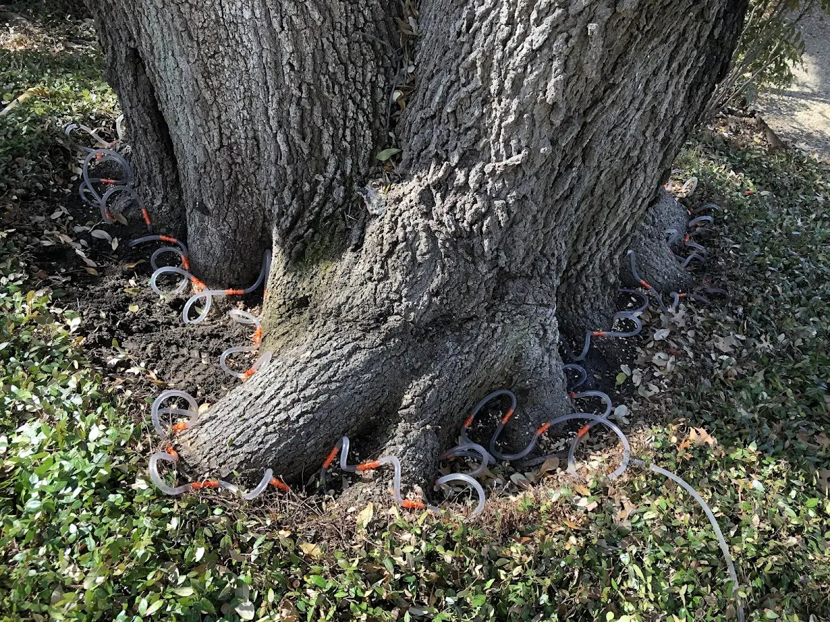 Detailed Tree Cabling and Bracing job site in Crenshaw