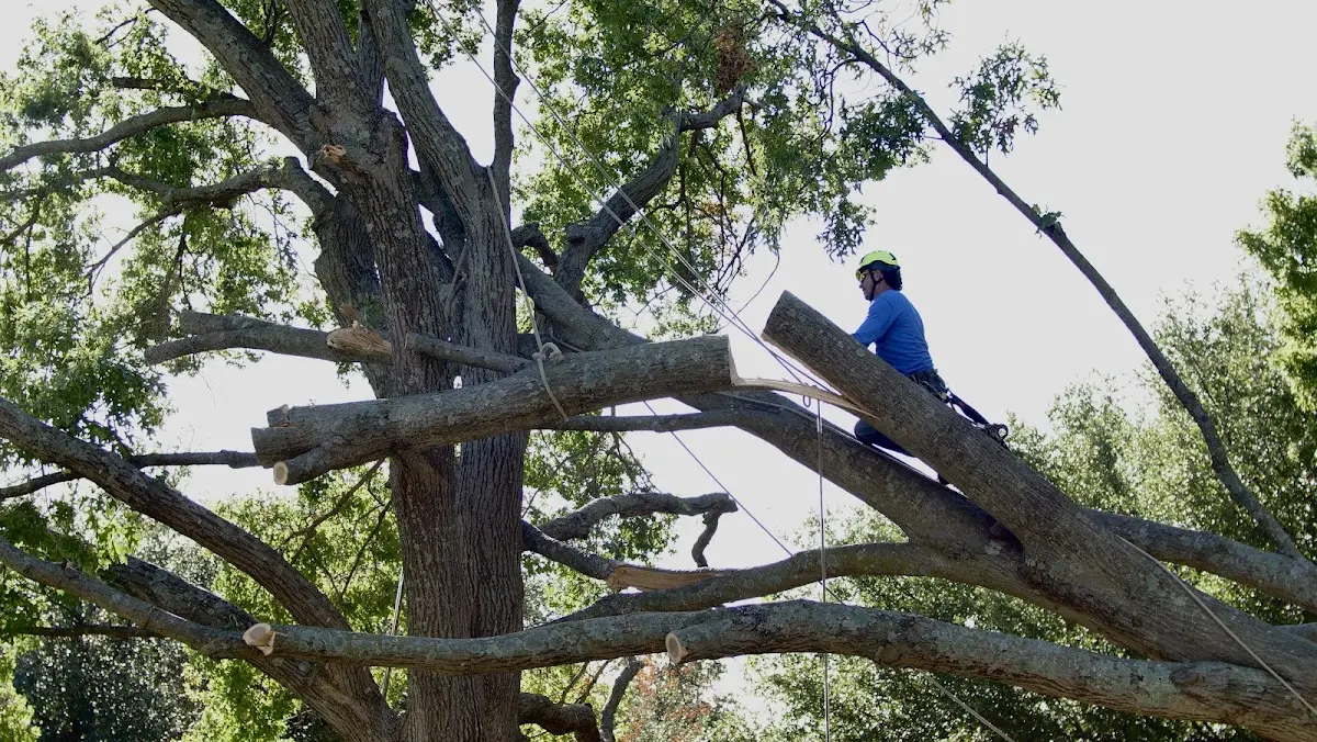 Professional Hazardous Tree Removal performed by certified arborists in Crenshaw