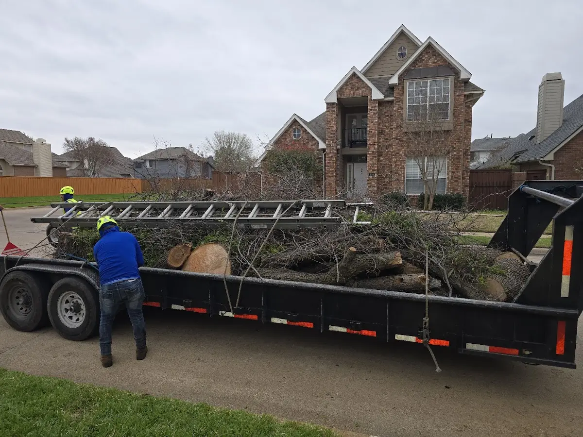 Expert Tree Fertilization with proper safety equipment in Crenshaw